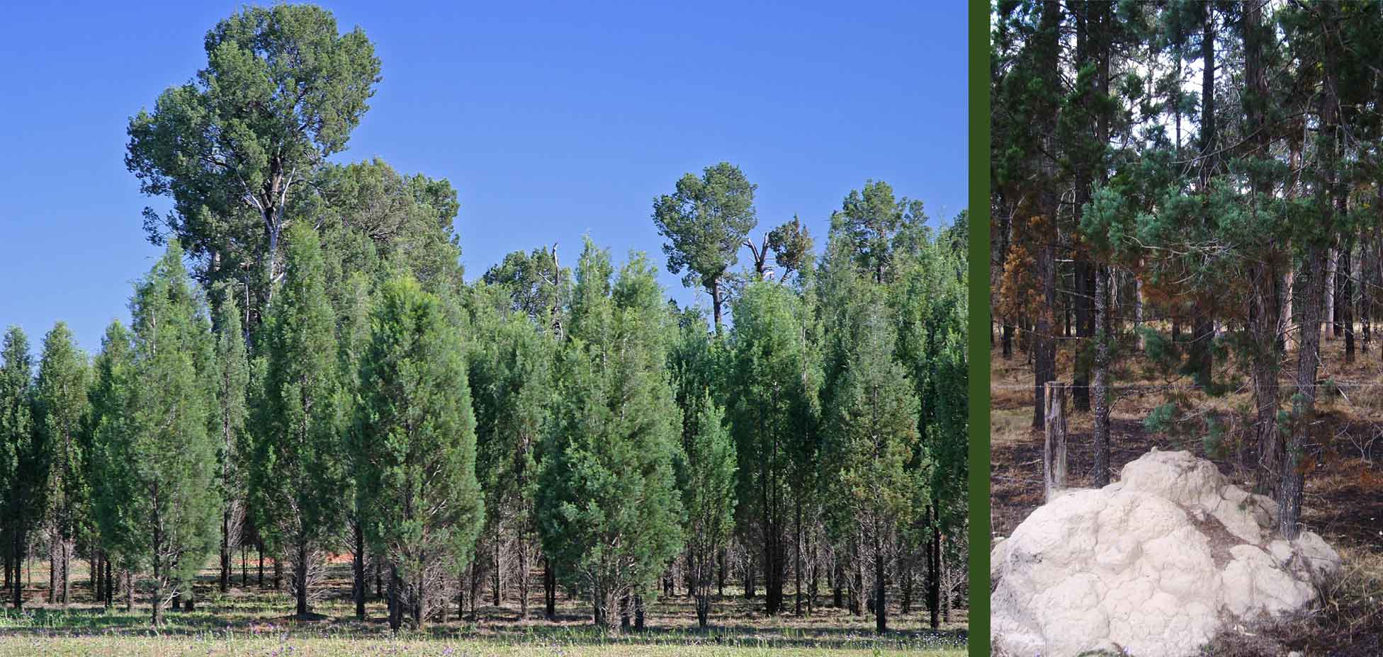 cypress trees and cypress tree growing in termite nest